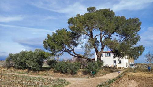 Domaine Saint Augustin - Foto 5