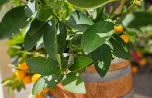 Stamatis Corfu Apartment 2 - Photo 53