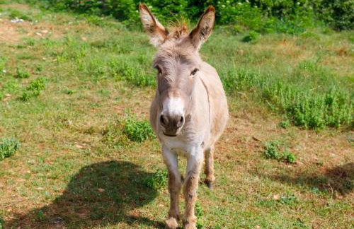 Holiday Home Gverino by Interhome - Foto 61