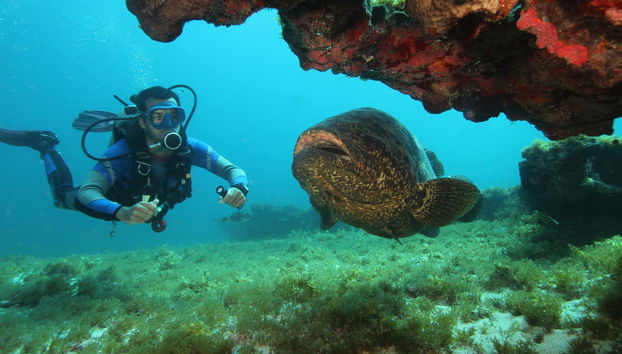Osservando la fauna marina
