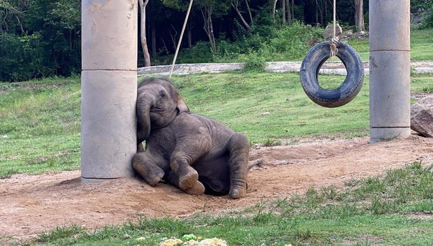 Explorando a Ilha de Samui com Elephant Care Camp, Plantação de Frutas e Cachoeiras - Foto 5
