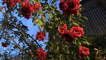 COMME UNE MAISON, duplex terrasse hypercentre de Trouville - Photo 5
