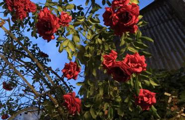 COMME UNE MAISON, duplex terrasse hypercentre de Trouville - Photo 5