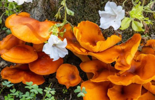 Beachfront Romantica place First floor - Foto 29