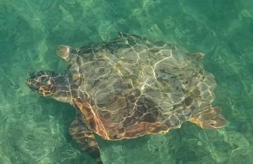 Ferienhaus Gecko - Foto 30