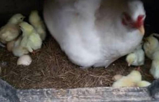 Hotel Fazenda Pé da Serra - Photo 26