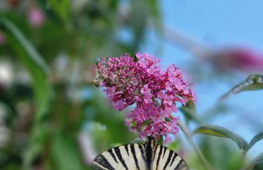 Holiday home Smokvin Hlad - Photo 28