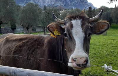 Pie' d'Ulivo - Foto 80