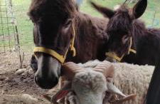 la masseria di Antonio e Teresina - Foto 1