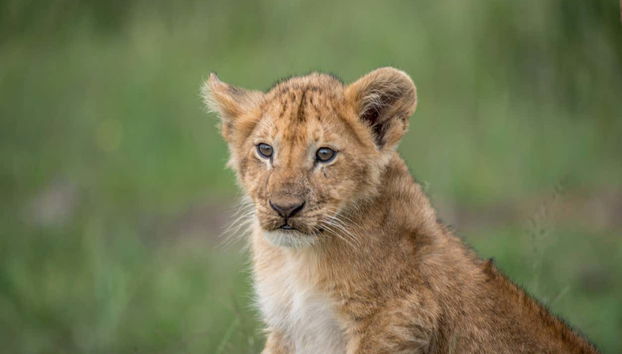 Una cría de un león
