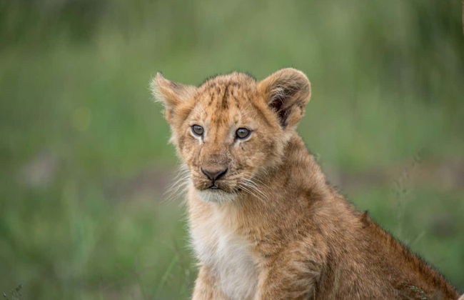Tour privado de 9 días por el norte de Kenia - Foto 5