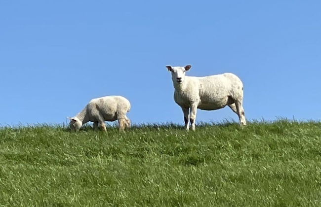 Shell Modern Retreat - Foto 22