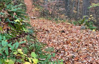 Cabin on 17 acres by National Forest - Foto 32