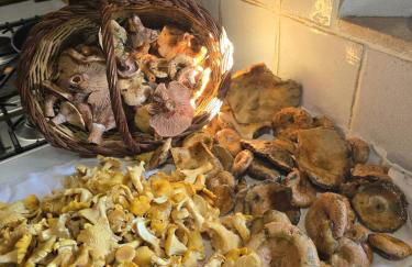 El Racó dels Mussols 1 - Foto 30