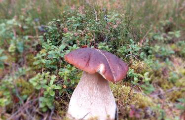 Rykowisko - domki całoroczne nad jeziorem i rzeką - Foto 41