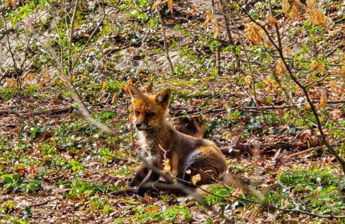 Ferienwohnungen Dorfliebe Dörnberg - Photo 25