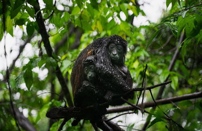 1-Bedroom Near Pool - Photo 42