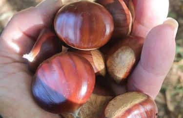 La perla nella foresta - Photo 16