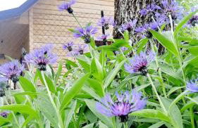 Domek - Na Lipę - Foto 25