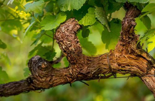 Linden Studio at Terrus Winery - Foto 12