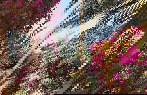 La bougain Villa - Photo 25