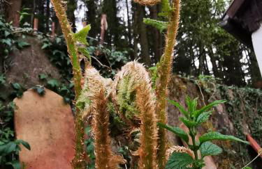 Tiny House mit eigener Sauna am Waldrand in der Fränkischen Schweiz - Foto 60