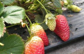 Quinta dos Ventos Chalé - Foto 30