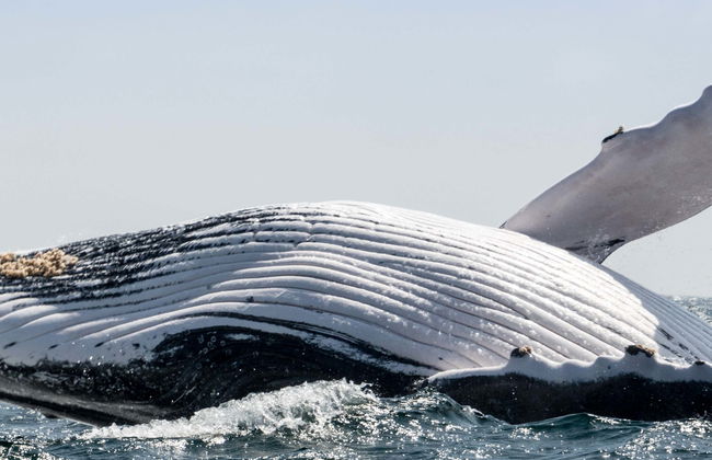 Whale-Watching in Machalilla National Park - Photo 1