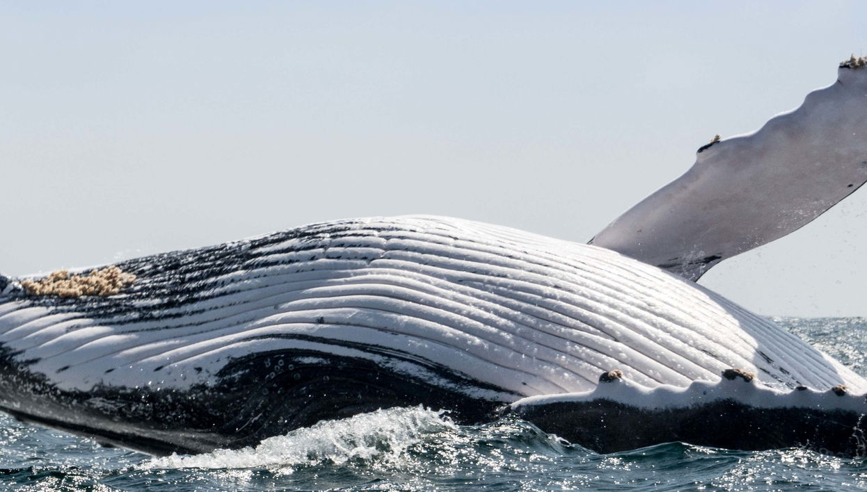 Avistamiento de ballenas en el Parque Nacional Machalilla
