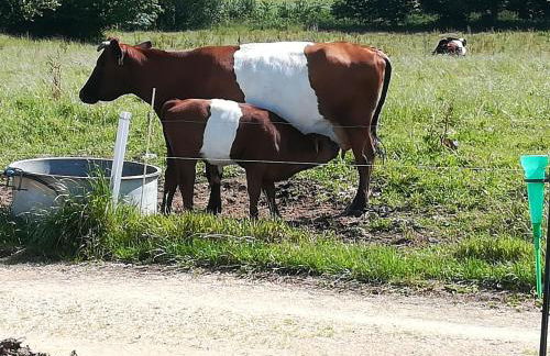 Gîte Ti-Gwennel - Photo 38