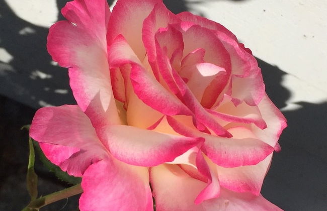 Villa Lindell - Foto 28