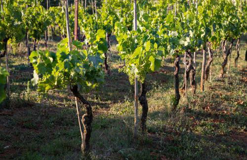 Uliveto Apartment - Foto 40