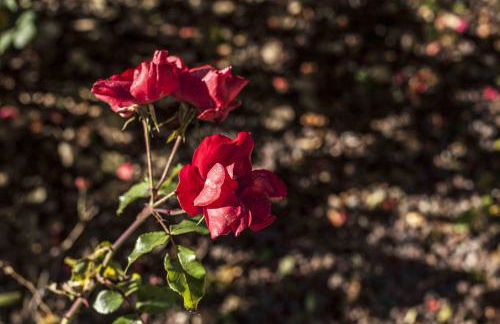 Azienda Agrituristica Alcastlè - Foto 42