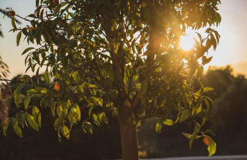 Luxury Apartments White Villa Violeta - Photo 35