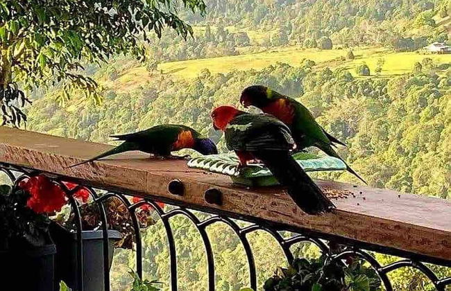 Cabane Tiny Tree House no4 - Foto 11