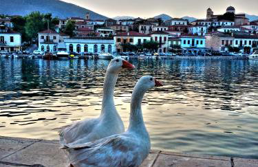 Acroploro - Photo 31