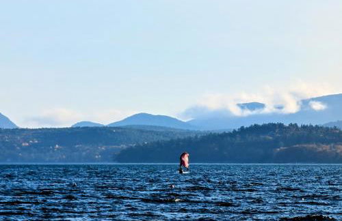 Crosby Waterfront Cottage sleeps 8 family beach 1dog Acadia - Foto 15