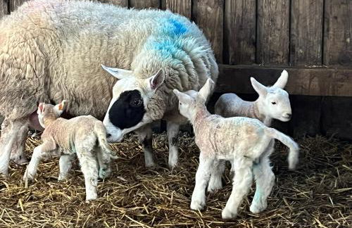 Riding house Farm Cottages - Photo 26