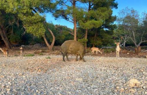 Villa Mali Jardin - Foto 50