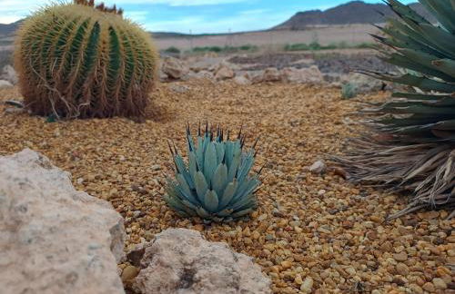 El Oasis Morado - Foto 33