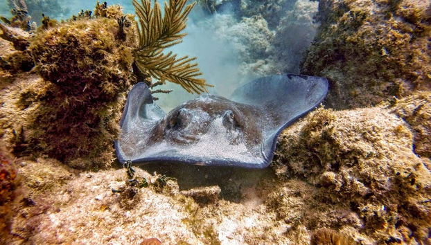 Découvrez la faune marine de Culebra