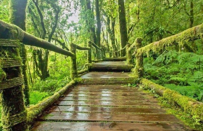 Misty Forest II - 9 Pax Next To Night Market - Foto 51