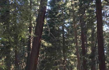 Spacious cozy chalet huge deck over seasonal creek - Foto 57