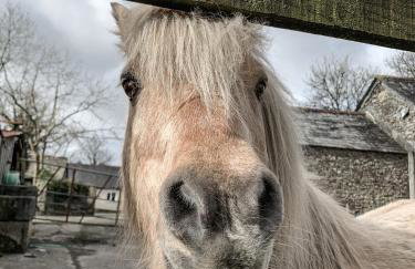 Lower Trengale Farm Holiday Cottages - Photo 10