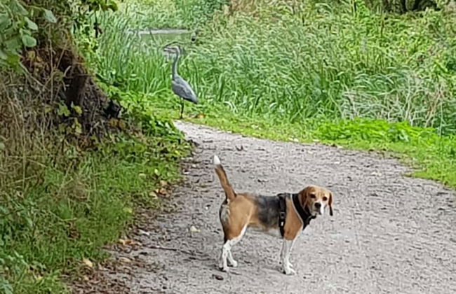 Chatterley House - Foto 47