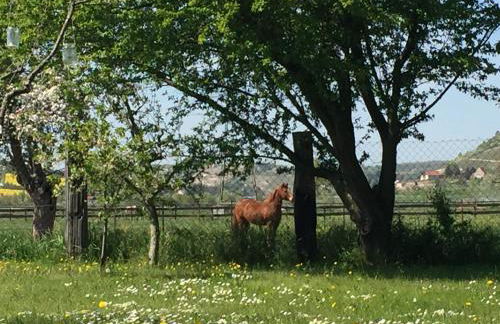 Wohnpension Litzkendorf - Foto 29