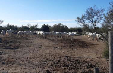 Maison camargaise - Photo 21