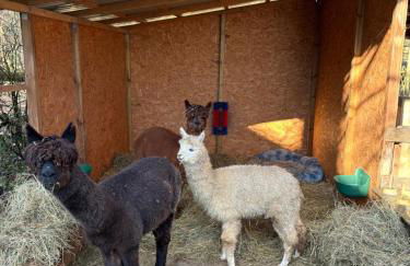 Forsthäuschen am Ponyhof - Foto 2