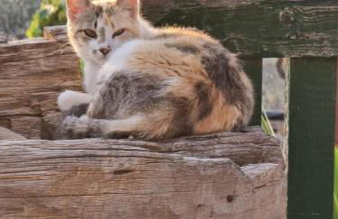 Tantulia la casita del Caballo - Foto 57