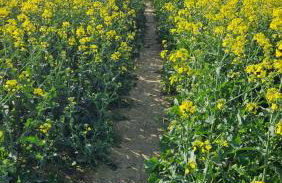 Złota Widokówka - Foto 27